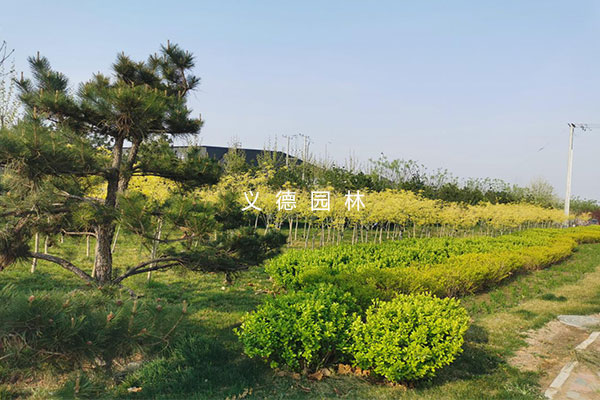 正定高新技術(shù)產(chǎn)業(yè)開發(fā)區(qū)邦秀路綠